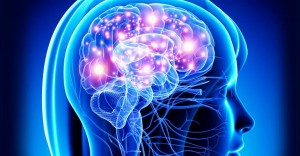 мозг, нервная система